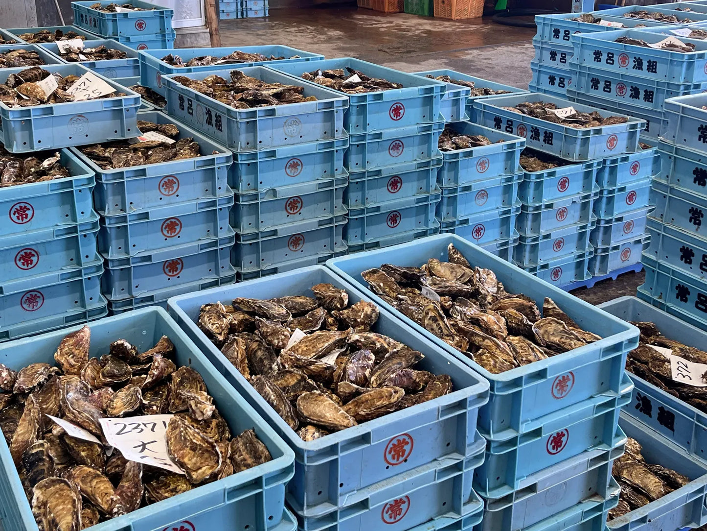 サロマ湖産 剥き生牡蠣 1.0kg(生食用)約100個