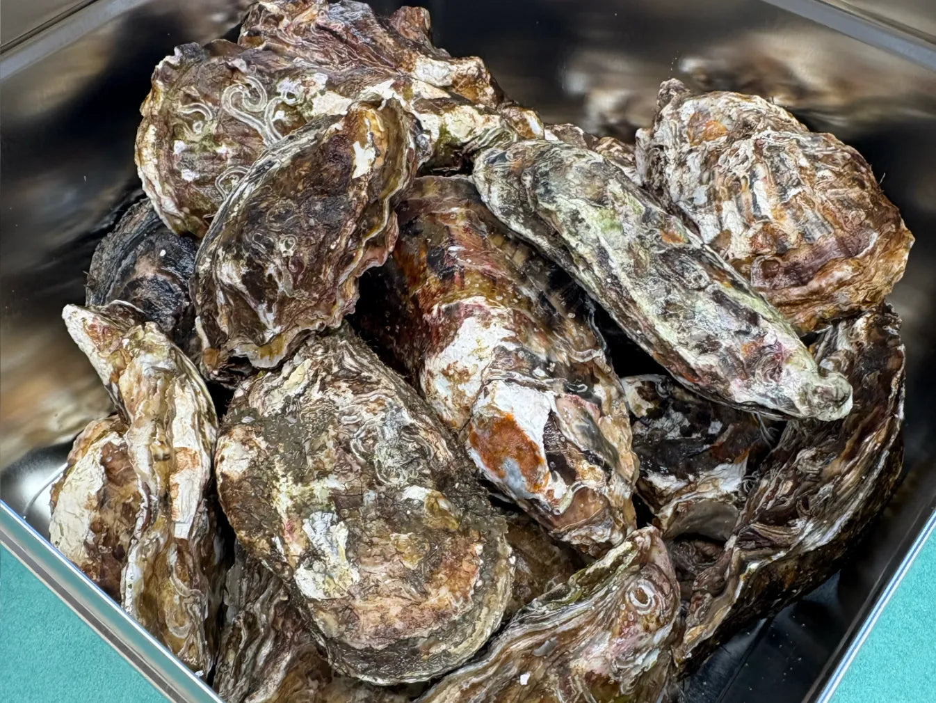サロマ湖産 牡蠣 缶入り | 1年・2年牡蠣 新鮮直送 | mk.いなだ