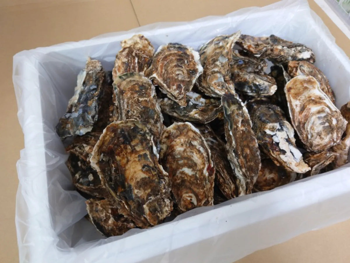 【限定30箱】サロマ湖産 2年牡蠣 3kg