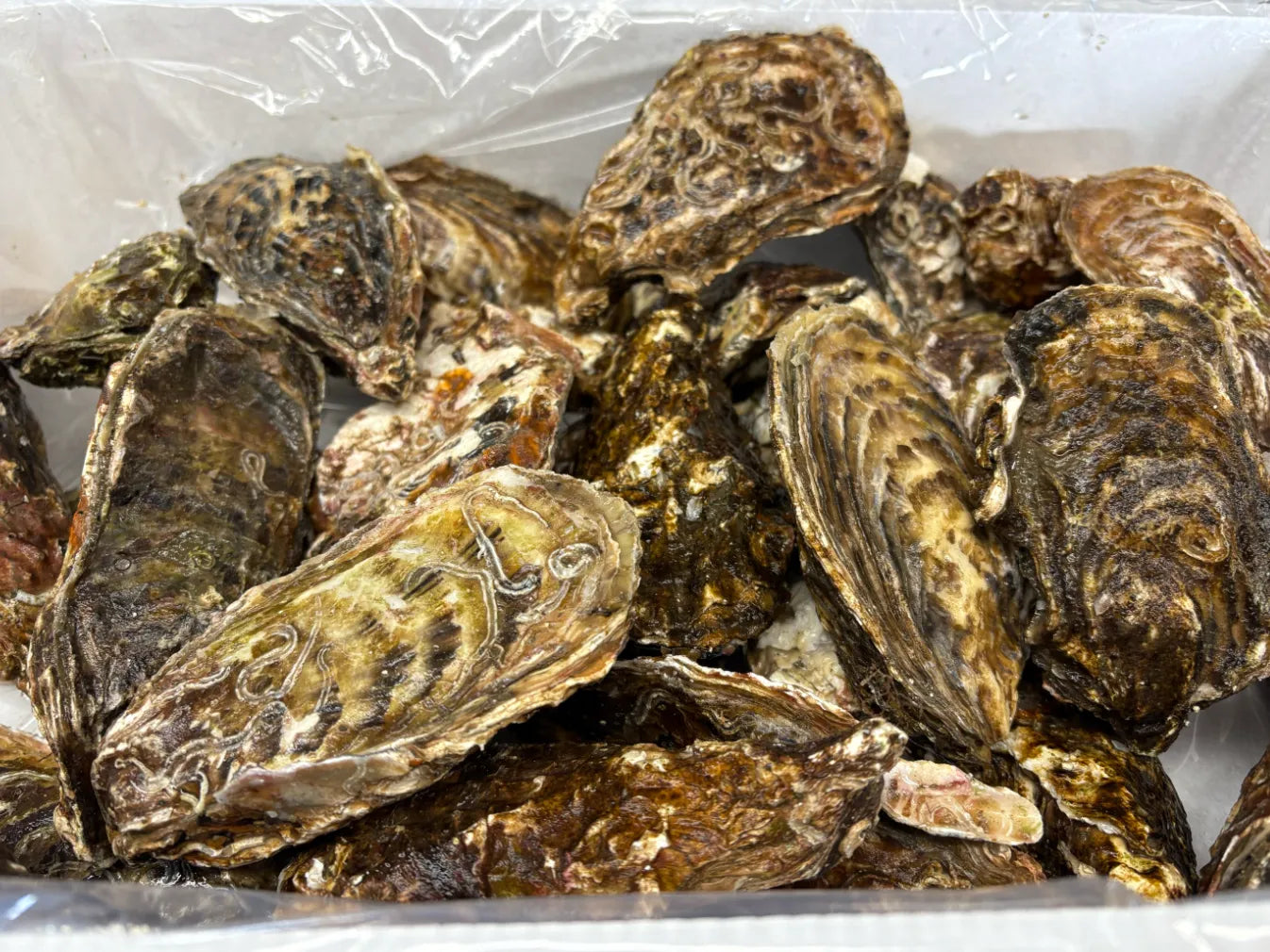 サロマ湖産 牡蠣 量り売り（1年・2年牡蠣）