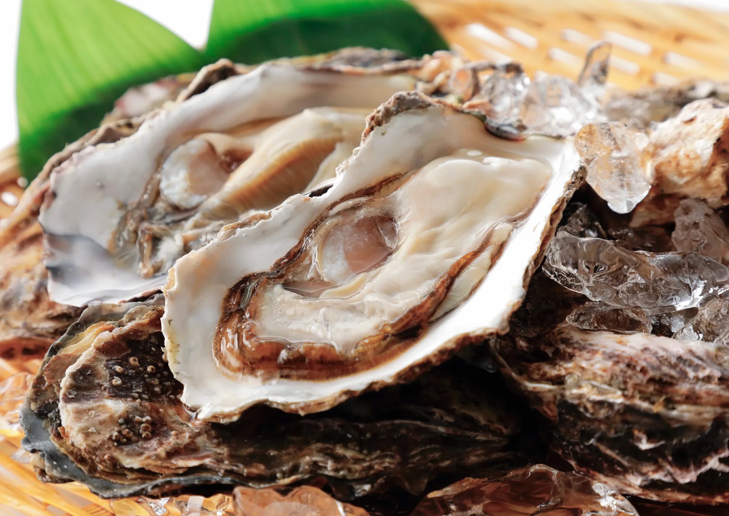 サロマ湖の新鮮な牡蠣 | mk.いなだ